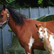 Anden særlig race Jell-O Diamond [Flødebolle]