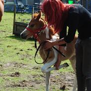 Anden særlig race Jell-O Diamond [Flødebolle]