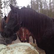 Frieser Lavendel (Lava)