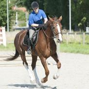 Hollandsk Varmblod -- Coucours (solgt)