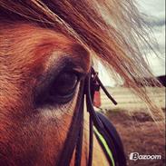 Fjordhest Solgårdens Skipper (SOLGT)