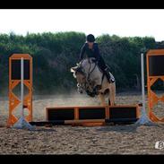 Fjordhest Solgårdens Skipper (SOLGT)