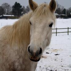 Connemara ASASARA GEILÉIS