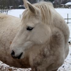 Connemara ASASARA GEILÉIS