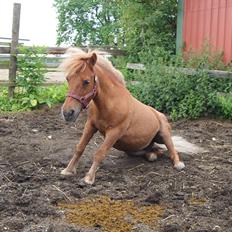 Shetlænder Snefnug †