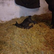 Oldenborg Ahorngårds Carry Me