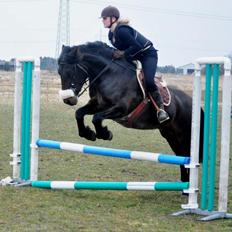 Koldblodstraver Bergtilda *Tilde*