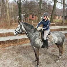 Holstener Corleone -Colle-