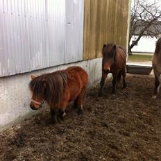 Anden særlig race Beauty