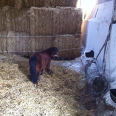 Anden særlig race Beauty