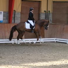 Selle Francais Rkomic De Pleville (Fun)