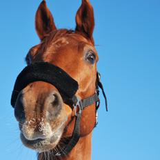 Arabisk fuldblod (OX) Hippolog 