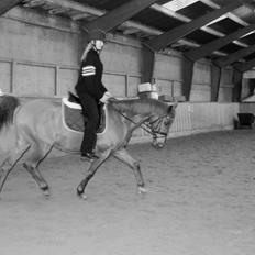 Arabisk fuldblod (OX) Hippolog 