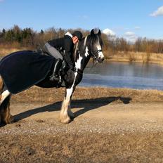 Irish Cob Duke 
