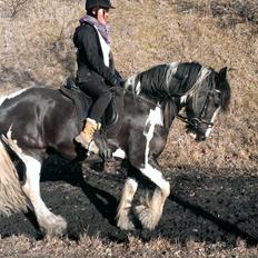 Irish Cob Duke 