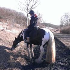 Irish Cob Duke 