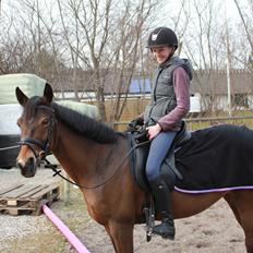 Anden særlig race Colombine (solgt)