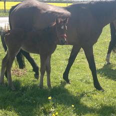 Sportsaraber (A) Scarlett