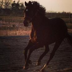 Fuldblod (XX) Eko Royal Emperor