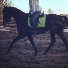 Fuldblod (XX) Eko Royal Emperor