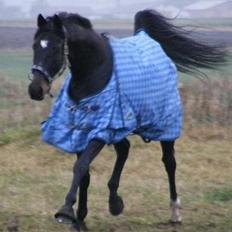 Fuldblod (XX) Eko Royal Emperor