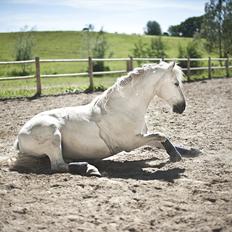 Connemara Søstholm Merlin *Mit liv*