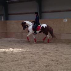 Anden særlig race Kingston