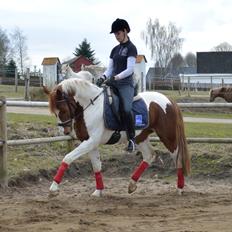 Anden særlig race Kingston