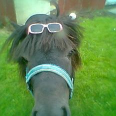 Miniature kim buller håber du har det godt<333333333