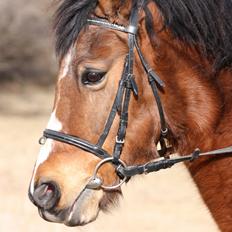 Anden særlig race Stjerne