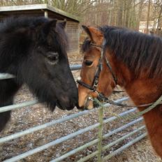 Anden særlig race Stjerne
