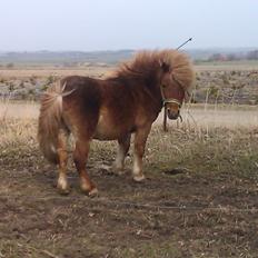 Shetlænder pingo