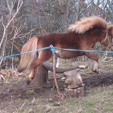 Shetlænder pingo