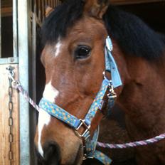 Anden særlig race Stjerne