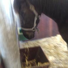 Dansk Varmblod Dalvangs Anemone