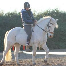 Anden særlig race Flying Blackie [Kiks]