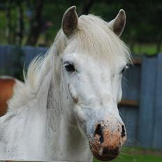Anden særlig race Flying Blackie [Kiks]