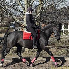 Anden særlig race Lady Gaga