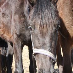 Dansk Varmblod Dalvangs Anemone