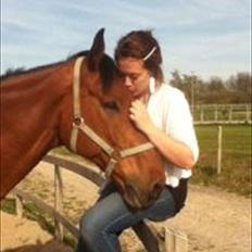 Dansk Varmblod Oliver - Himmelhest