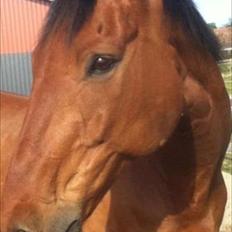 Dansk Varmblod Oliver - Himmelhest