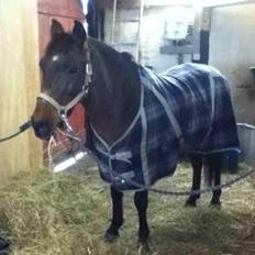 Anden særlig race Sveske