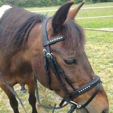 Anden særlig race Sveske