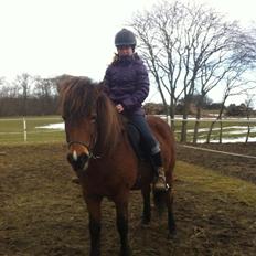 Islænder Mist Fra Faurskov