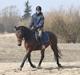 Trakehner Lorenth Tremhuse