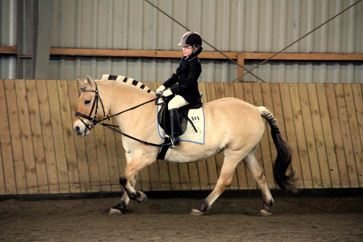 Fjordhest Musse billede 17