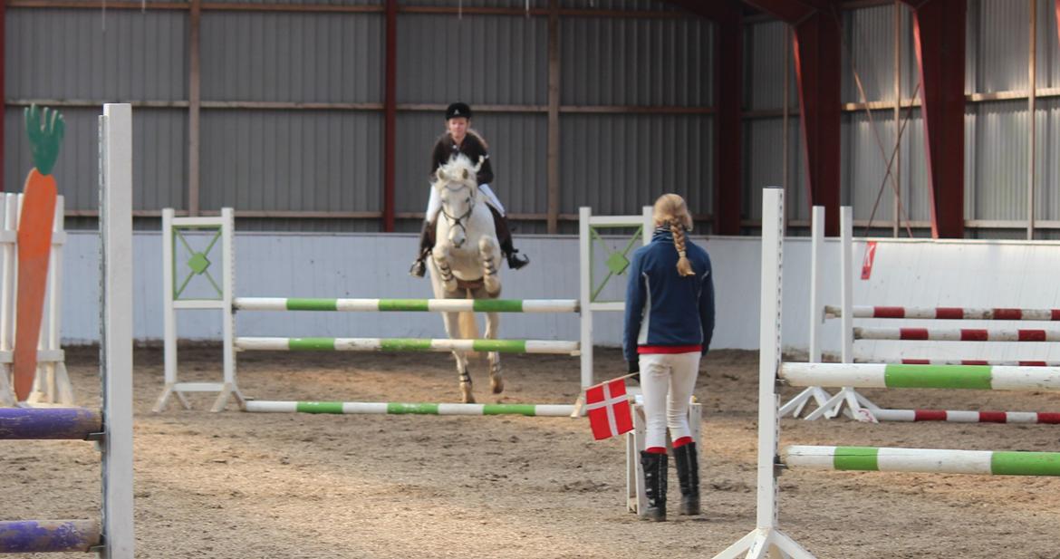 Connemara Kalle  - LA* på HES. 1.plads! billede 11