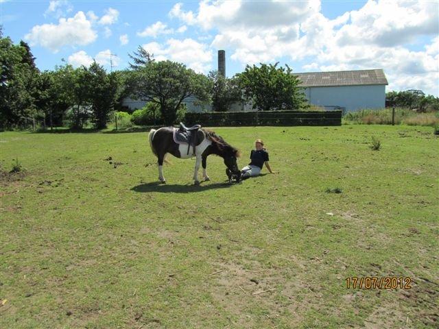 Anden særlig race Hjortagers Trisse - Hygge efter ridning. <3 billede 13