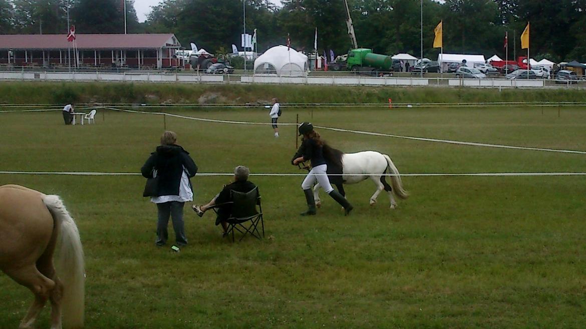 Anden særlig race Hjortagers Trisse - Mønstring til dyrskuet 2012 billede 14