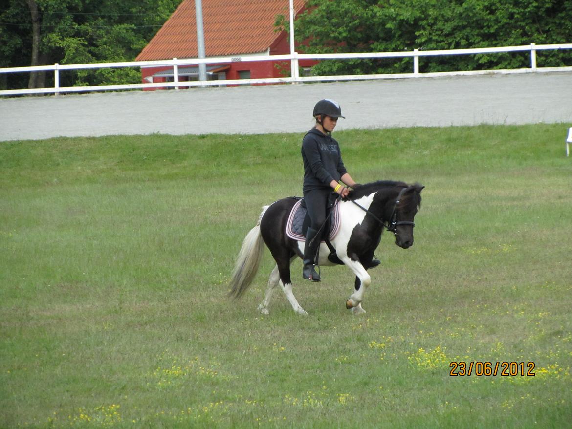 Anden særlig race Hjortagers Trisse - Kvadrille ridning dyrskuet 2012 billede 16